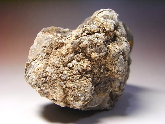 きれい!ジュラ紀の恐竜のウンチ化石(その6)