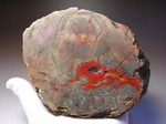 でかくて高品質！ジュラ紀の恐竜のウンチ化石