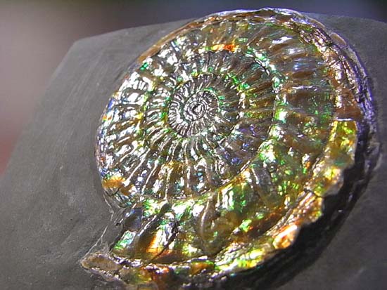 とってもきれいな虹色アンモナイト （その10）