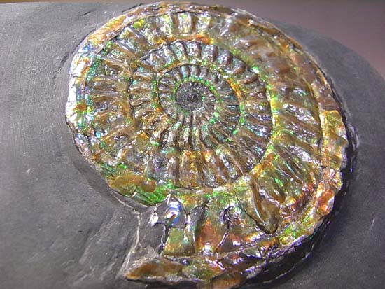 とってもきれいな虹色アンモナイト （その6）