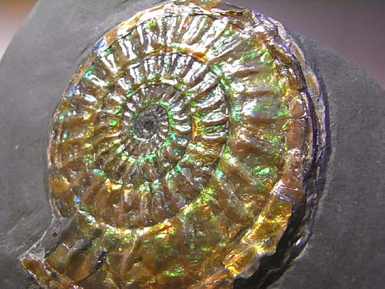 とってもきれいな虹色アンモナイト （その8）