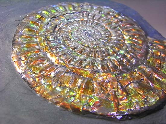とってもきれいな虹色アンモナイト （その10）