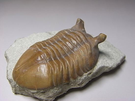 ロシアン三葉虫アサフスプンクテータス（その8）