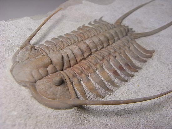 トリロバイト 三葉虫化石付き石灰岩標本 約5cm 本体1.6cm 奇石博物館 収蔵品 三葉虫