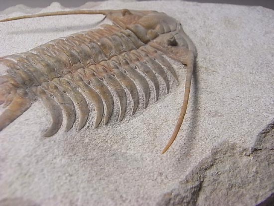 ロシアントリロバイトの王様、希少種パラセラウルス 三葉虫 販売