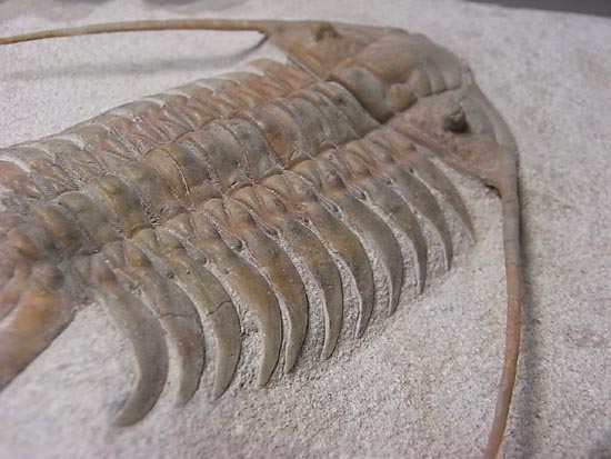 三葉虫 トリロバイト化石 5億年以上前に生息していた三葉虫が何を食べていたのかがついに判明