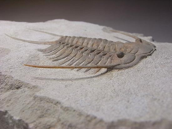 ロシアントリロバイトの王様、希少種パラセラウルス 三葉虫 販売