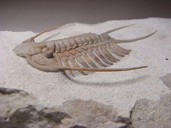 トリロバイト 三葉虫化石付き石灰岩標本 約5cm 本体1.6cm ロシアントリロバイトの王様、希少種パラセラウルス 三葉虫 販売