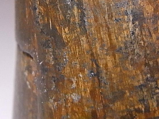 化石セブン史上、最大のティラノサウルスの成体の歯（その11）