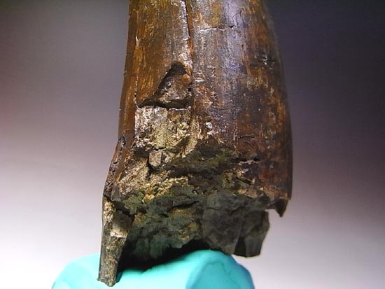 化石セブン史上、最大のティラノサウルスの成体の歯（その12）