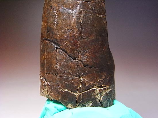 化石セブン史上、最大のティラノサウルスの成体の歯（その13）