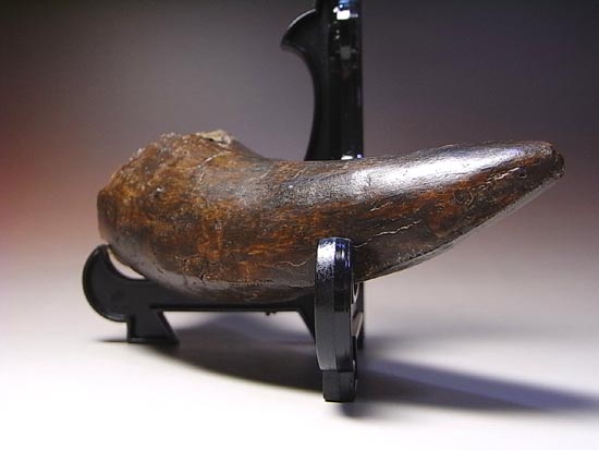 化石セブン史上、最大のティラノサウルスの成体の歯（その16）
