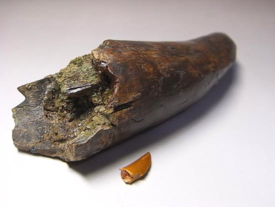 化石セブン史上、最大のティラノサウルスの成体の歯（その18）