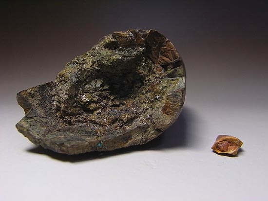 化石セブン史上、最大のティラノサウルスの成体の歯（その19）