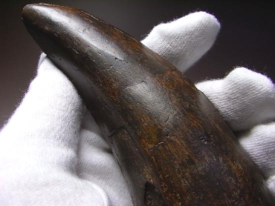 化石セブン史上、最大のティラノサウルスの成体の歯（その3）