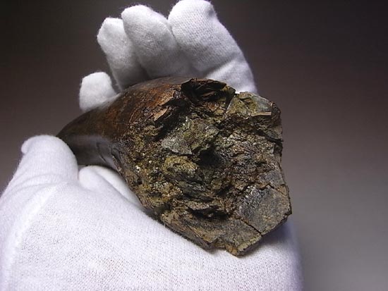 化石セブン史上、最大のティラノサウルスの成体の歯（その4）