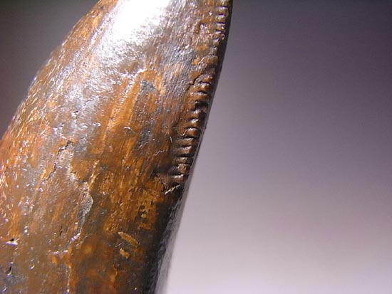化石セブン史上、最大のティラノサウルスの成体の歯（その7）