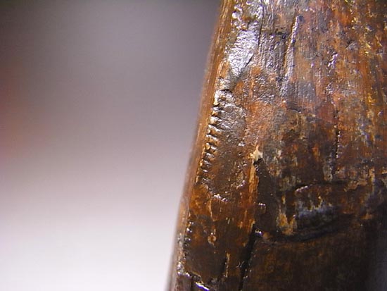 化石セブン史上、最大のティラノサウルスの成体の歯（その8）