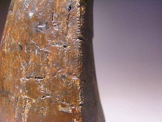 化石セブン史上、最大のティラノサウルスの成体の歯（その9）