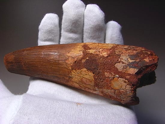 14cm!世界最大クラスのスピノサウルスの歯の化石(その1)