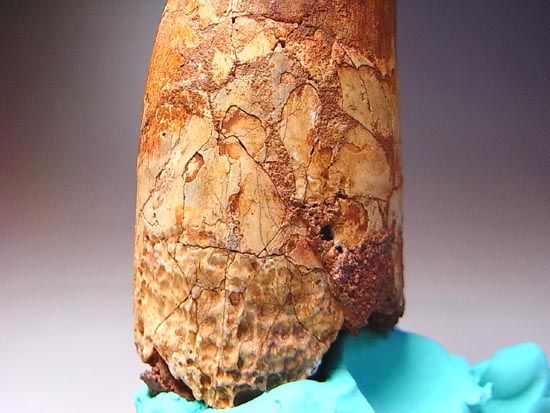 14cm!世界最大クラスのスピノサウルスの歯の化石(その10)
