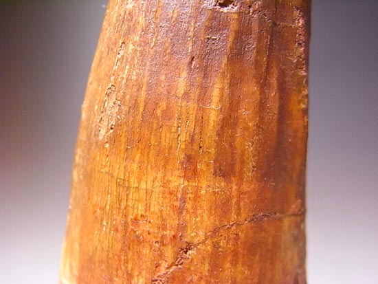 14cm!世界最大クラスのスピノサウルスの歯の化石(その11)