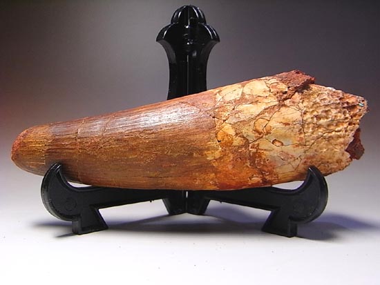 14cm!世界最大クラスのスピノサウルスの歯の化石(その12)
