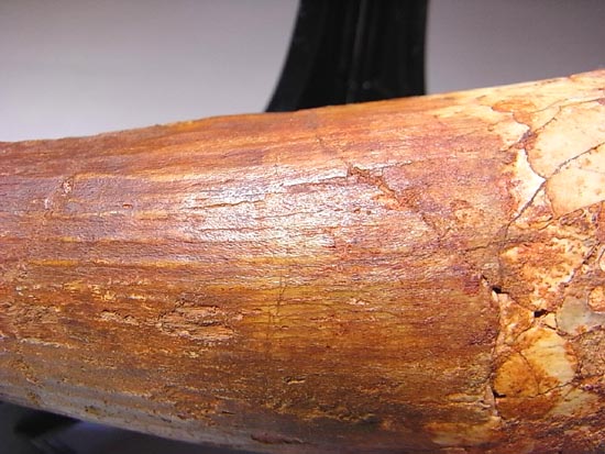 14cm!世界最大クラスのスピノサウルスの歯の化石(その13)
