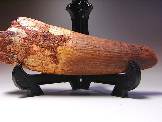 14cm!世界最大クラスのスピノサウルスの歯の化石(その14)