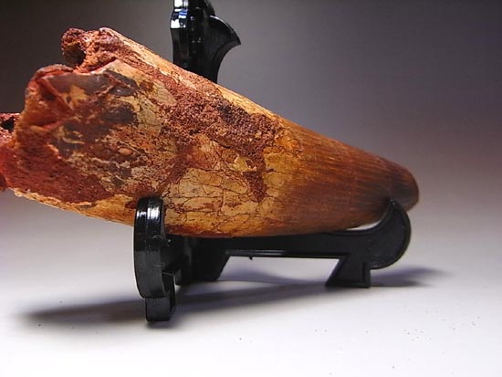 14cm!世界最大クラスのスピノサウルスの歯の化石(その15)