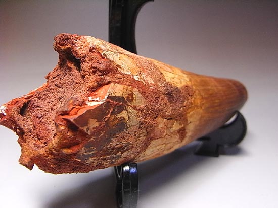 14cm!世界最大クラスのスピノサウルスの歯の化石(その16)