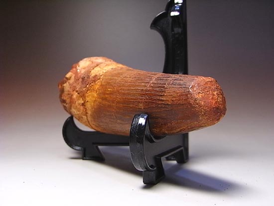 14cm!世界最大クラスのスピノサウルスの歯の化石(その17)