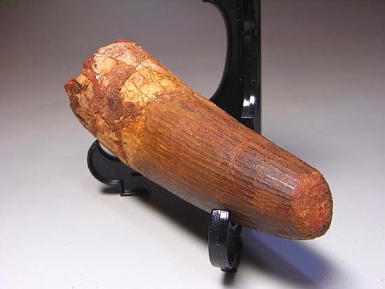 14cm!世界最大クラスのスピノサウルスの歯の化石(その18)