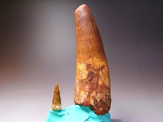 14cm!世界最大クラスのスピノサウルスの歯の化石(その19)