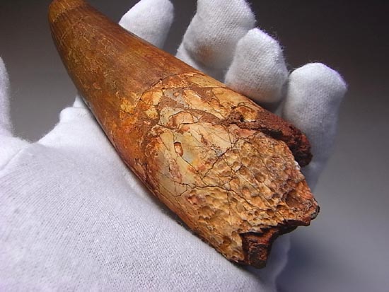 14cm!世界最大クラスのスピノサウルスの歯の化石(その2)