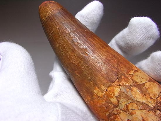 14cm!世界最大クラスのスピノサウルスの歯の化石(その3)