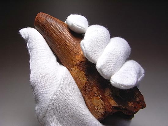 14cm!世界最大クラスのスピノサウルスの歯の化石(その4)
