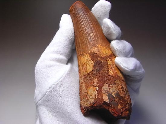14cm!世界最大クラスのスピノサウルスの歯の化石(その5)