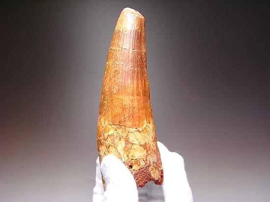 14cm!世界最大クラスのスピノサウルスの歯の化石(その6)