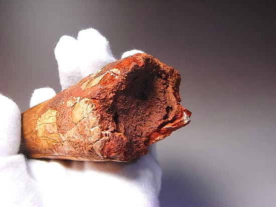 14cm!世界最大クラスのスピノサウルスの歯の化石(その7)