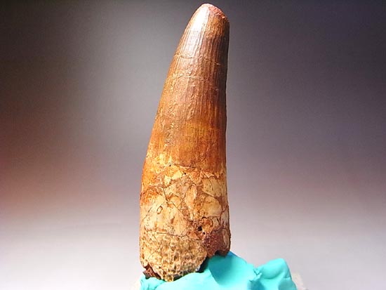 14cm!世界最大クラスのスピノサウルスの歯の化石(その9)
