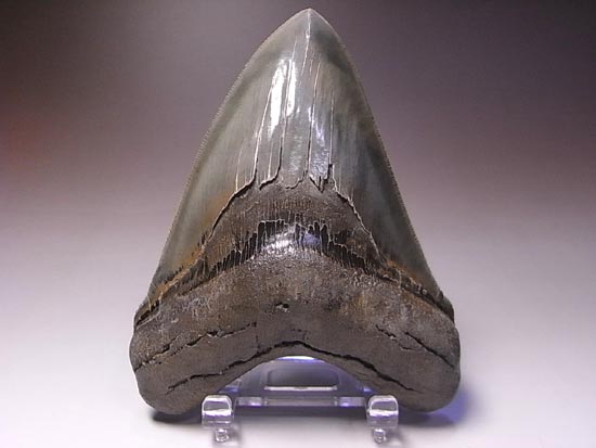 宝石のようなハイクオリティーなメガロドン(その1)