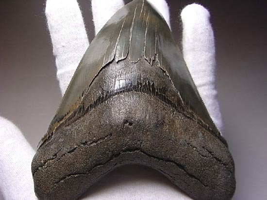 宝石のようなハイクオリティーなメガロドン(その18)