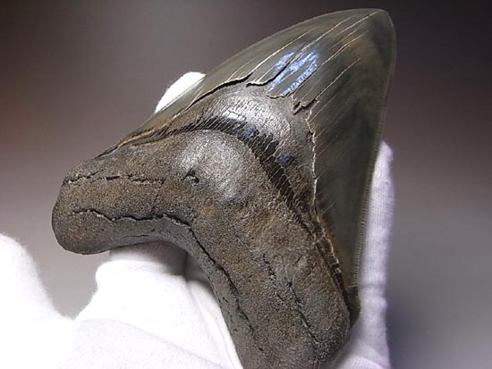 宝石のようなハイクオリティーなメガロドン(その19)