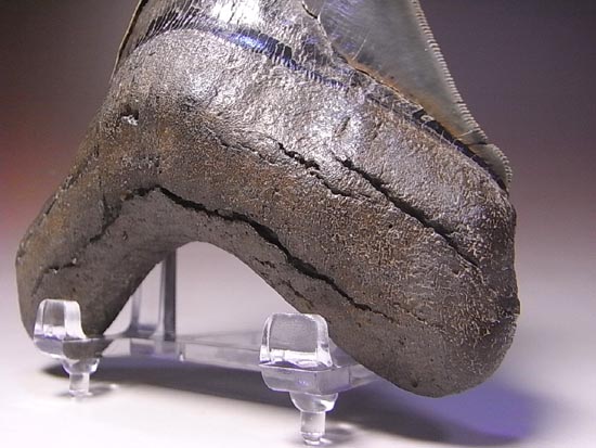 宝石のようなハイクオリティーなメガロドン(その4)