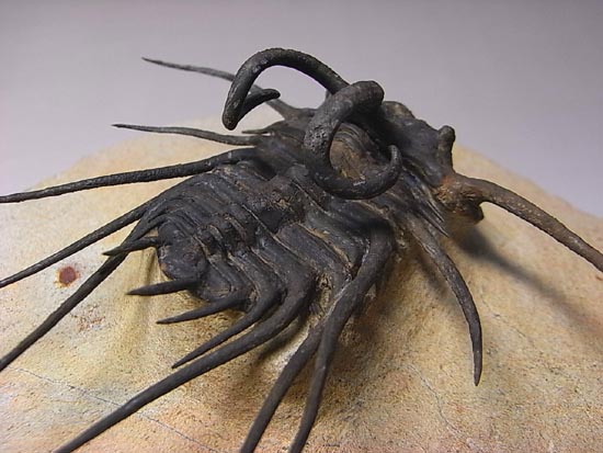 完璧立体３Ｄクリーニング三葉虫のモンスター！ディクラヌルス・モンストローサス（その1）