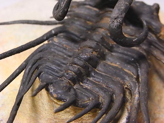 完璧立体3Dクリーニング三葉虫のモンスター！ディクラヌルス・モン