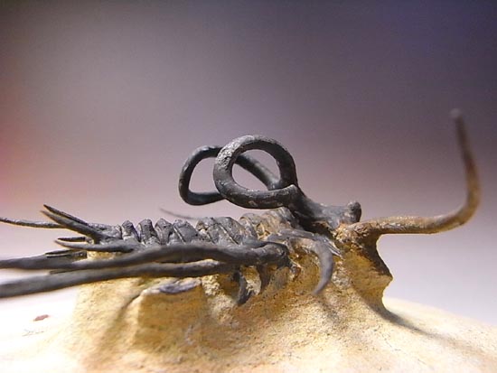 完璧立体３Ｄクリーニング三葉虫のモンスター！ディクラヌルス・モンストローサス（その12）