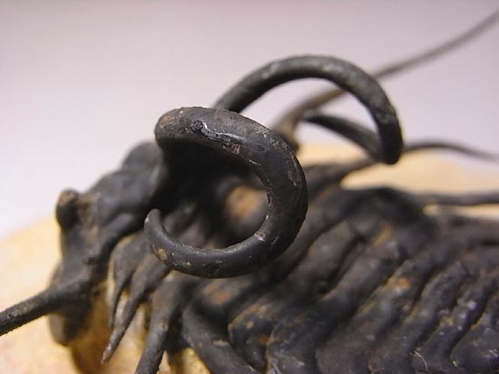 完璧立体３Ｄクリーニング三葉虫のモンスター！ディクラヌルス・モンストローサス（その13）