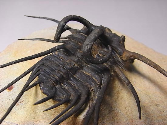 完璧立体３Ｄクリーニング三葉虫のモンスター！ディクラヌルス・モンストローサス（その18）